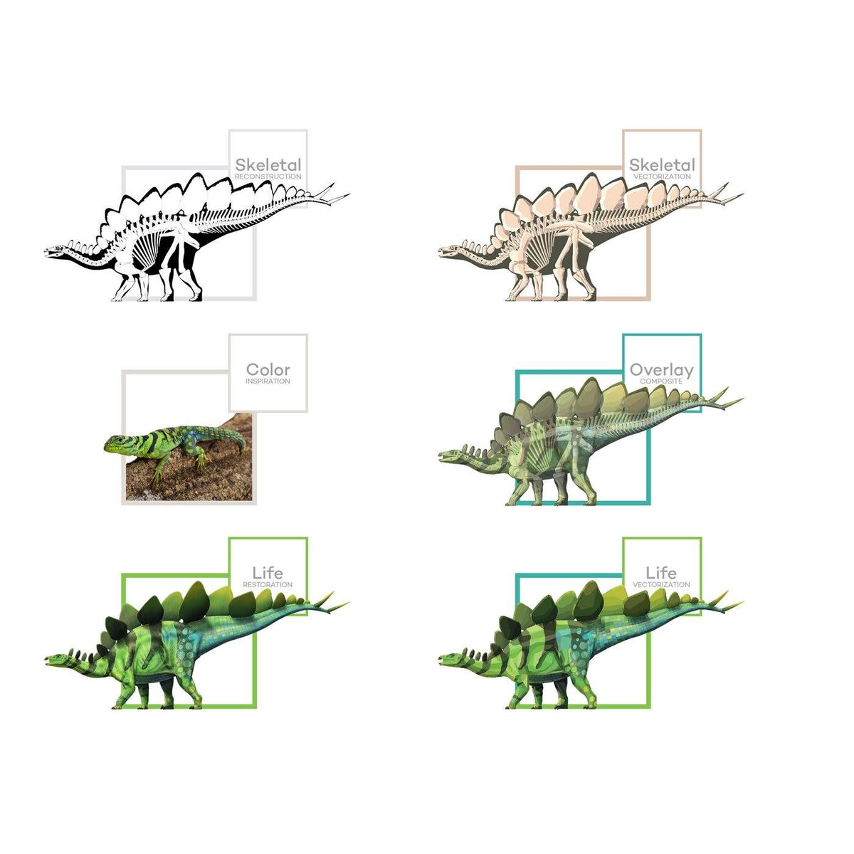 2024 SALE! Stegosaurus, Original 5